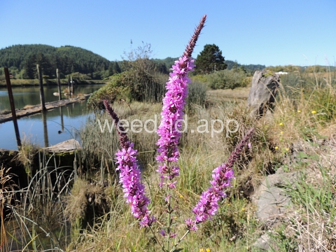 loosestrife, purple